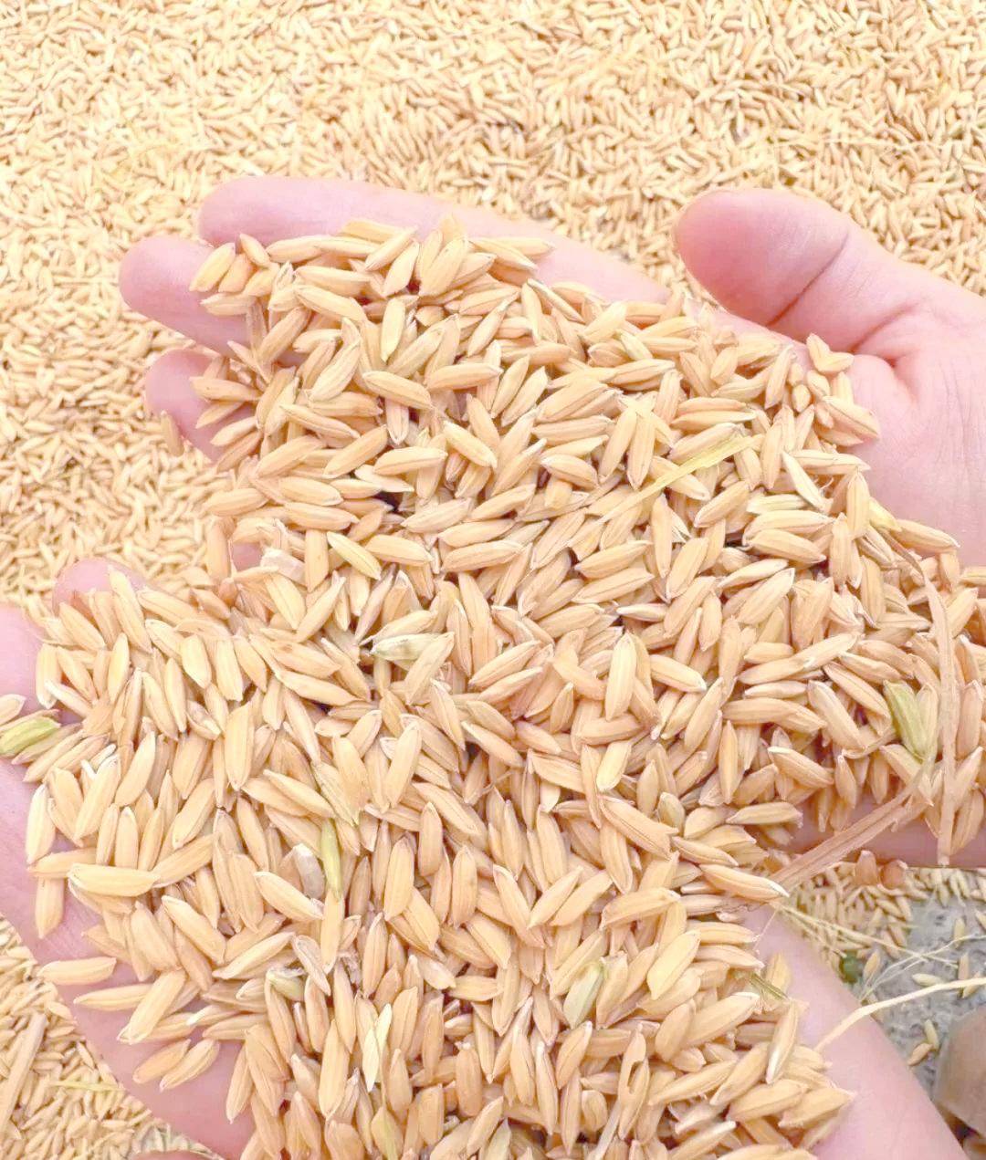 全球养活人口最多的植物不是小麦和玉米而是来自亚洲的奇迹