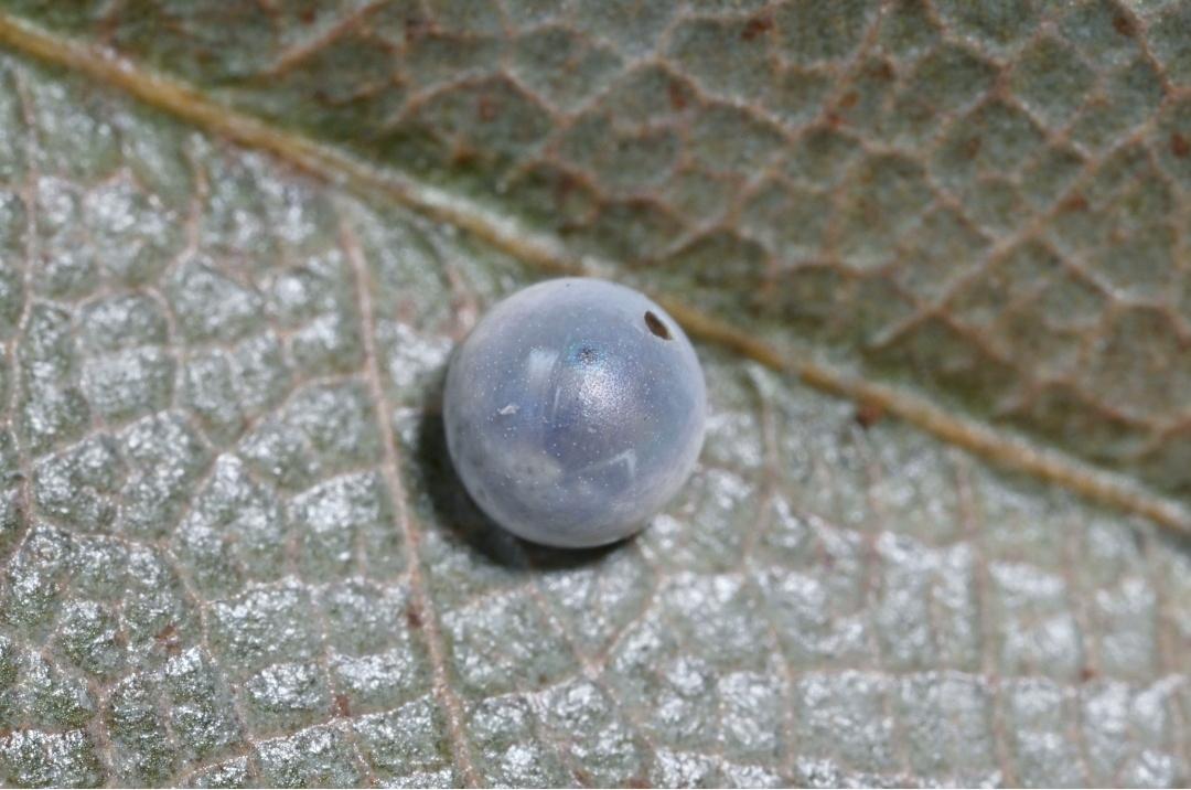 我国首次记录到“蝶中皇后”卵粒野外孵化全程