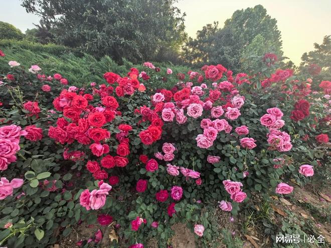 月季花景不再单调！揭秘“黄金搭档”打造四季花境！